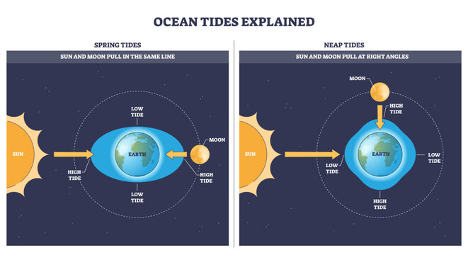 Ocean tides brief explanation, Sun, Moon, and Earth show how gravity creates spring and neap tides with high and low bulges, transparent background. Key objects, Earth, Moon, Sun