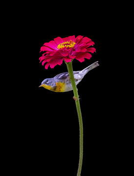 northern parula songbird on stem of red flower