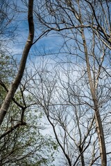 Fototapeta premium Bare Winter Tree Branches Reaching Towards a Clear Blue Sky During a Sunny Afternoon in a Natural Forest Environment