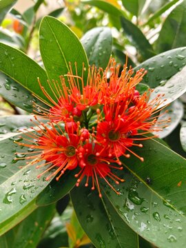 Close-up shot of blooming Red Golden Penda (Xanthostemon chrysanthus) flowers featuring vibrant red stamens and fresh water drops on green leaves after rain in the garden.