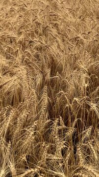 Ripe Golden Wheat Ears Motion View