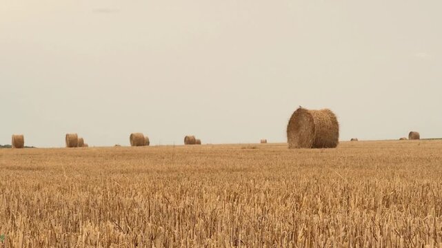 Round Hay Bales in Harvested Wheat Field