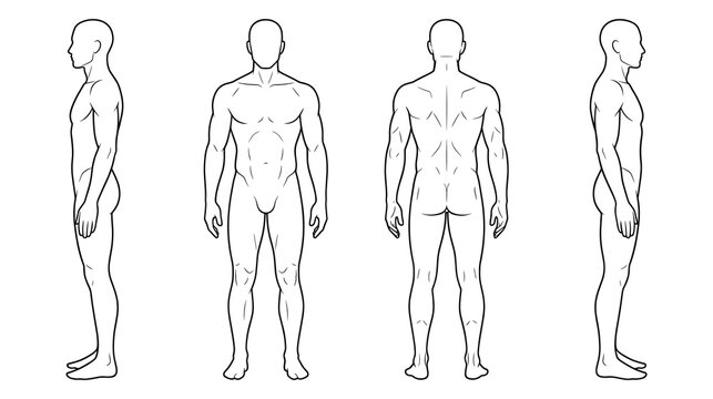 Man body outline in different poses for medical or artistic use.