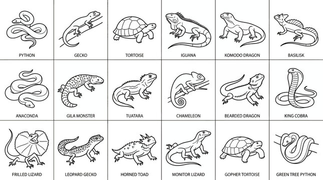 Educational collection of various reptiles and amphibians including snakes, lizards, turtles, and crocodiles presented as simple black and white line art illustrations for coloring pages