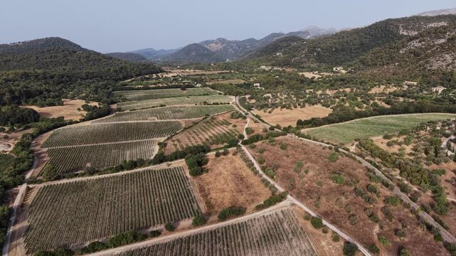 Sustainable agriculture in Mallorca aerial drone view of vineyards and olive groves in the Mediterranean countryside at the foot of the Tramuntana mountains