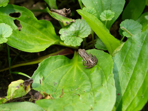 frog on leaf closeup