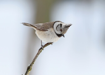 A crested tit perched on a thin diagonal branch, looking down against a blurry background. © VOLODYMYR KUCHERENKO
