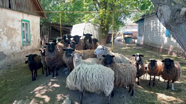 Flock of sheep standing together in a rural farmyard