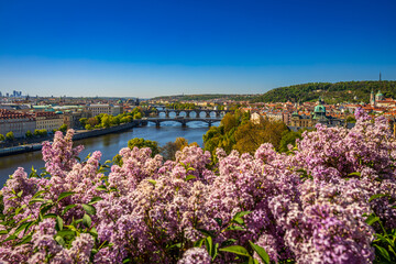 Obraz premium Spring view of Prague bridges over Vltava River and National Theatre framed by pink blossoms, Czech Republic.(UNESCO)