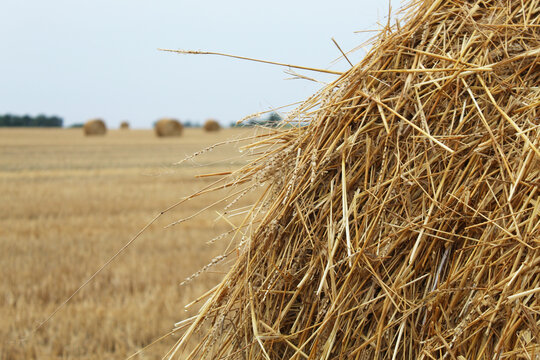 Side Profile Close Up of Straw Bale