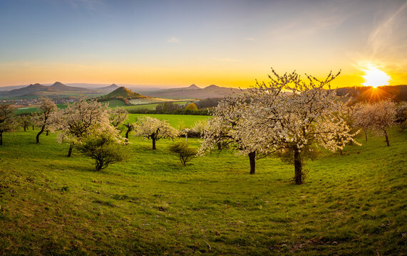 Blossoming fruit orchard at sunrise with a scenic view of Mila hill and volcanic peaks, Central Bohemian Uplands, Czech Republic