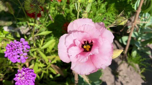 Pink lisianthus flowers bloom gracefully among vibrant marigolds in a sunlit garden. The intricate layers of petals display a delicate beauty, adding elegance to the outdoor scene