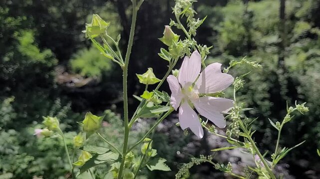 Garden tree mallow (Malva thuringiaca)