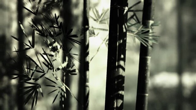 Monochrome bamboo stalks with deep shadows, close framing of vertical trunks and slender leaves creating dramatic contrast and textured pattern, quiet