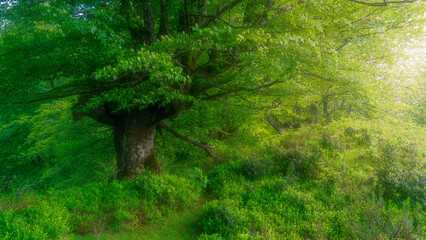 Obraz premium An illuminated path on the forest in the basque country