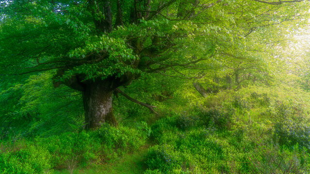 An illuminated path on the forest in the basque country