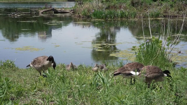 An alert adult Canada goose stands watchfully on guard while other geese and small fluffy goslings graze along the lush green grassy bank of a tranquil park pond on a sunny day.