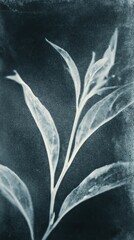 Obraz premium Elegant cyanotype of delicate leaves, perfect for a serene mobile wallpaper.