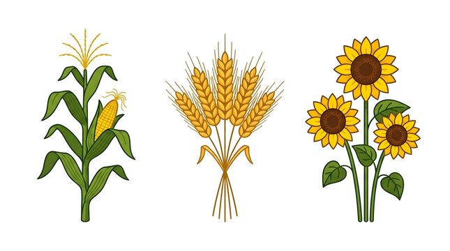 Set of fresh corn stalk wheat ears and bright sunflowers illustration for autumn harvest design and farm decoration