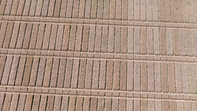 Top-down aerial view of dry corn rows forming a geometric pattern