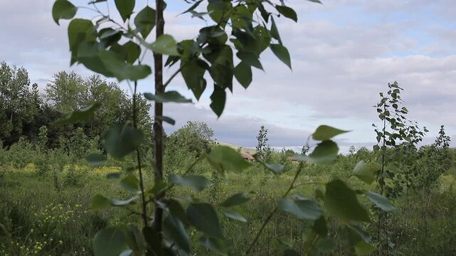 Poplar tree leaves gently moving in the wind