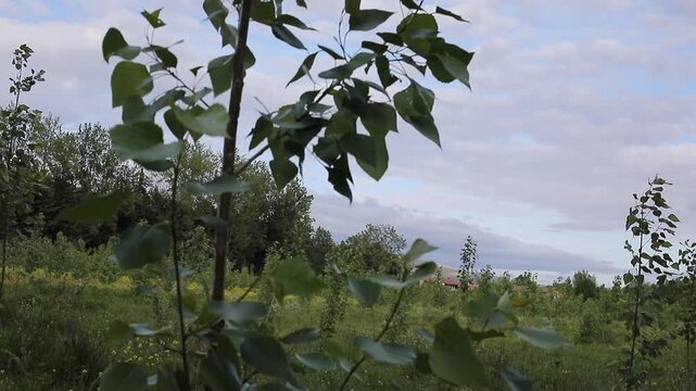 Poplar tree leaves moving gently in the wind