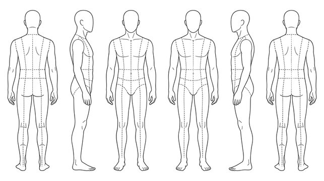 Male body proportions diagram for fashion design and anatomical study.