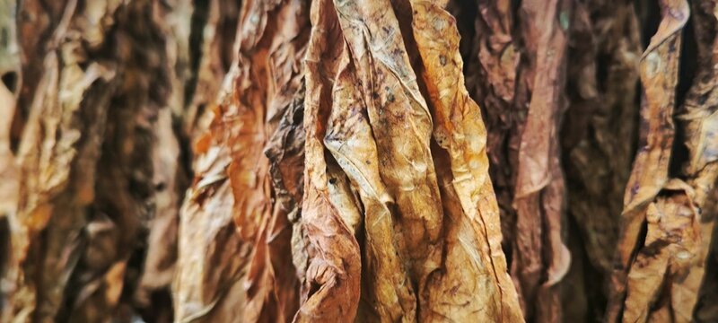 Close-up of golden brown dried tobacco leaves hanging during a traditional curing process.