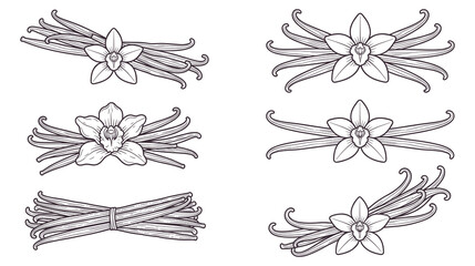 Obraz premium Vanilla flower and dried spice pods decorative borders and dividers.