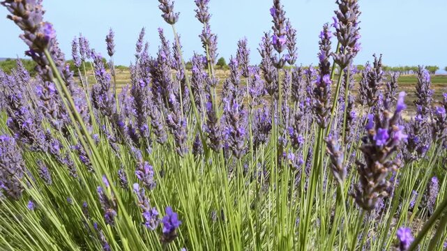 Blooming lavender flowers against a soft blue sky, wide shot of lavender rows in a field. Rural landscape. Growing medicinal plants for aromatic oil production