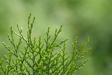 Vibrant arborvitae branch tips against blurry green background © Grigor