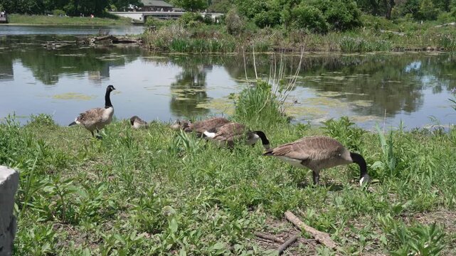 A family of wild Canada geese and fluffy little goslings grazing and walking along a lush green grassy bank by a calm park pond under a bright daytime sky.