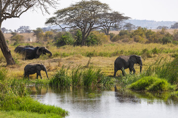 Arusha, Tanzania - 13 June 2026 - Elehant in the Serengeti National Park © eyeworld