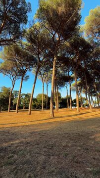 Rome, Italy - July 2026: Cinematic forward tracking shot along a narrow path through iconic umbrella pine trees in Villa Doria Pamphilj Park,  left-to-right panoramic view at golden hour. No people.