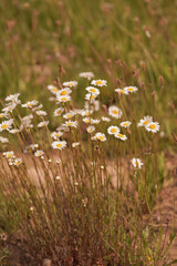 daisies in a field © Svetlana
