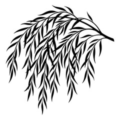 Black silhouette of a weeping willow branch with long hanging leaves isolated on a white background, for botanical © MST SABLRON