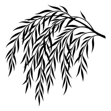 Black silhouette of a weeping willow branch with long hanging leaves isolated on a white background, for botanical