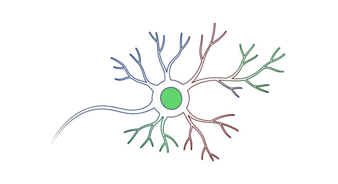 Colorful Neuron Cell Isolated on White