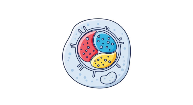 Colorful Neutrophil Blood Cell Illustration