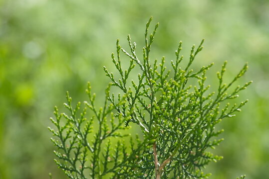 Fresh arborvitae twigs close up on bright green bokeh backdrop