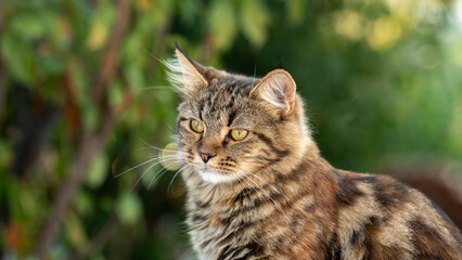 Obraz premium Majestic Feline Portrait: A striking tabby cat with piercing green eyes and a detailed coat is captured in a close-up portrait, set against a soft, verdant background of lush foliage.