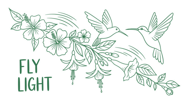 Hummingbird and hibiscus flower line art illustration with Fly Light text.