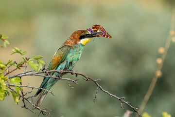 Fototapeta premium Bee-eater.