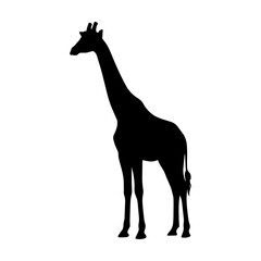Fototapeta premium Full body silhouette of a tall giraffe standing in profile, isolated on a white background, simple black