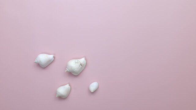 Creative flatlay animation of beautiful sea shells on pink background