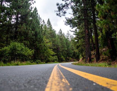 Asphalt road winding through a dense coniferous forest