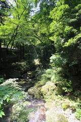 Obraz premium Forest Stream in Japanese Mountains