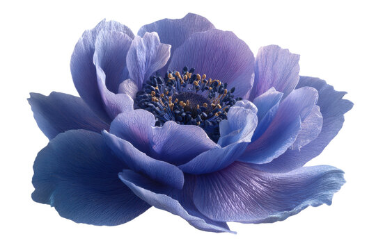Beautiful delicate light purple anemone flower with detailed petals and center isolated on transparent background.