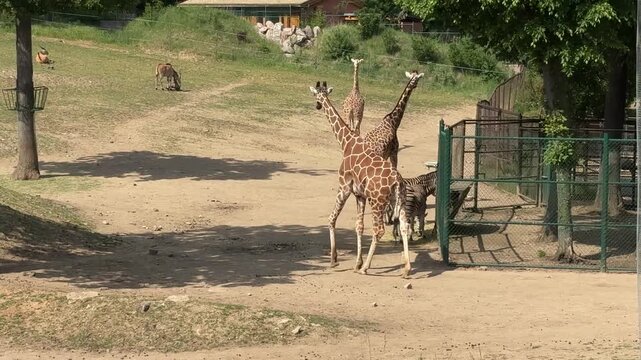 Reticulated giraffes Giraffa reticulata and plains zebras Equus quagga in a spacious safari style zoo enclosure on a sunny summer day. African wildlife, zoo habitat, conservation, animal collection.