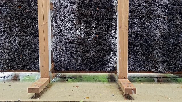 Dripping water and brine trickling down dense blackthorn twigs inside a wooden graduation tower structure with white salt deposits, standing on concrete outdoors.